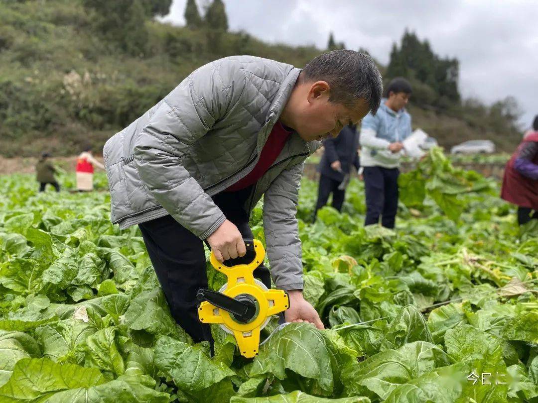 榨菜時間做調整確保來年榨菜種植產量更高