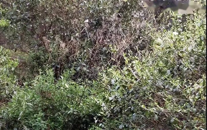 政和|政和高山10年陈荒野白茶,双非遗大师力作,醇厚山野韵,难得一遇稀缺体验!