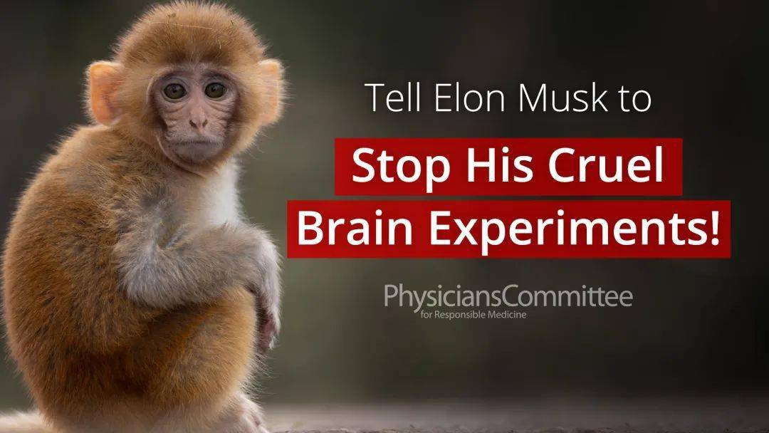 马斯克被指虐待实验动物科研人员用于脑机接口研究的猴子训练成本非常