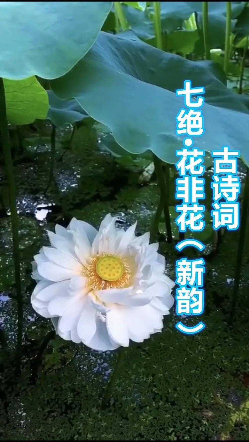 七绝·花非花(新韵)(外一首) 