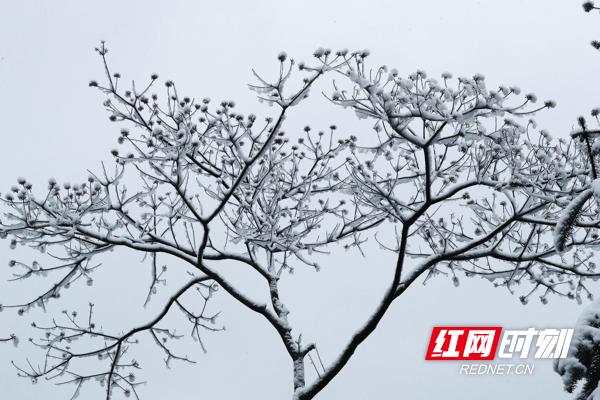 雪景|湖南新田：九峰山初春雪景醉游人