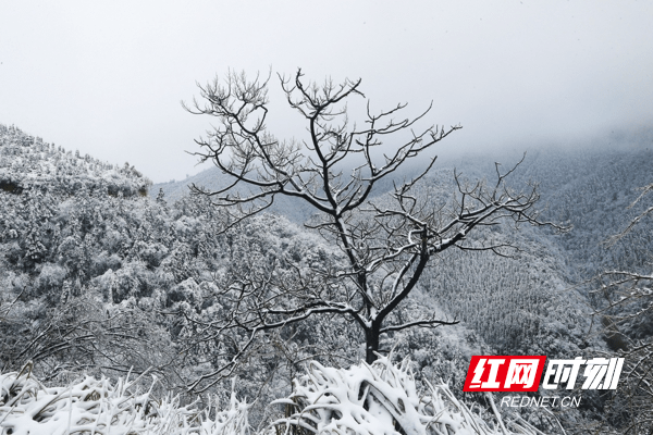 雪景|湖南新田：九峰山初春雪景醉游人