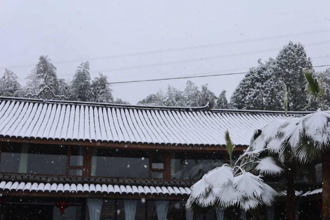 【春·来】今晚泰顺可能迎第二场大雪,这次真的说走就走!