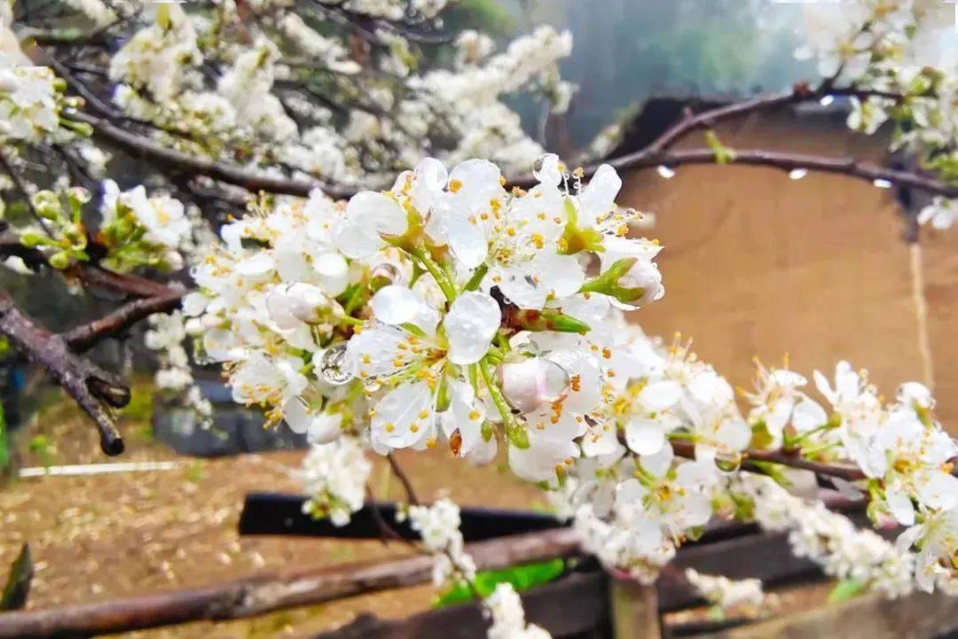 3月81219日出發僅需148元人陽山楊梅鎮坪洞村李花基地觀賞李花桃花