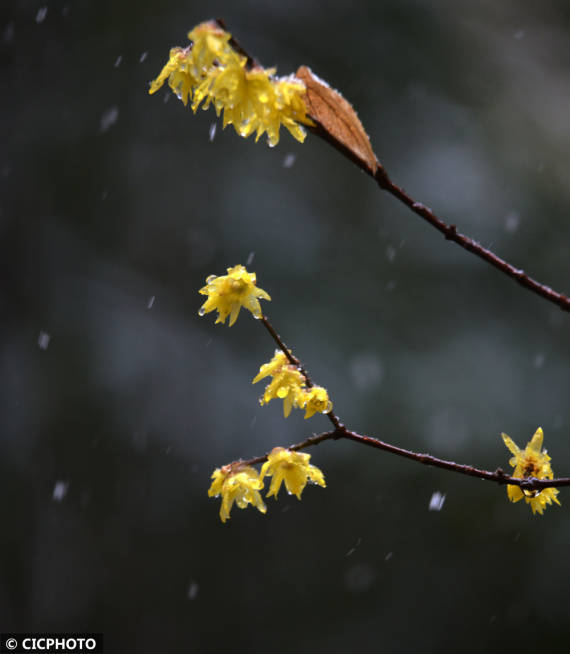 梅花|雨雪润春花