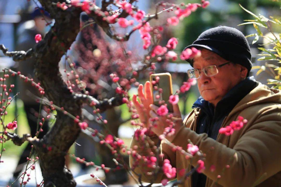 梅花|走，染一身梅香去！