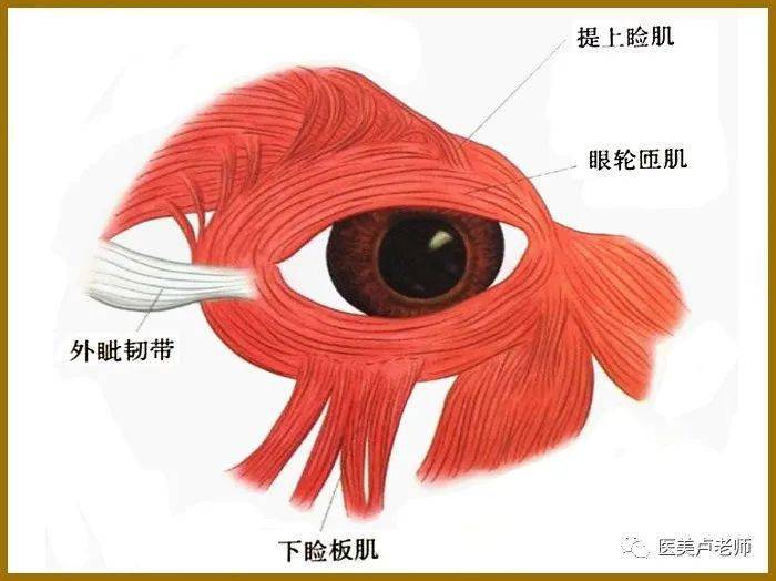 眼瞼與眼瞼的組織結構