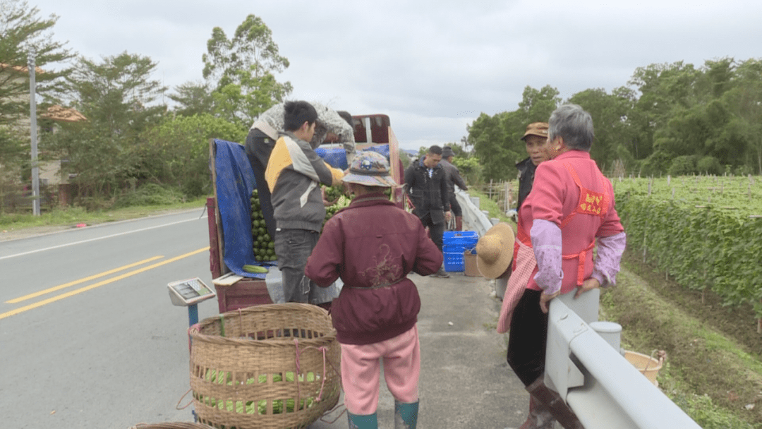 楓木苦瓜豐產豐收 農民收穫滿滿_種植_楓木鎮_屯昌