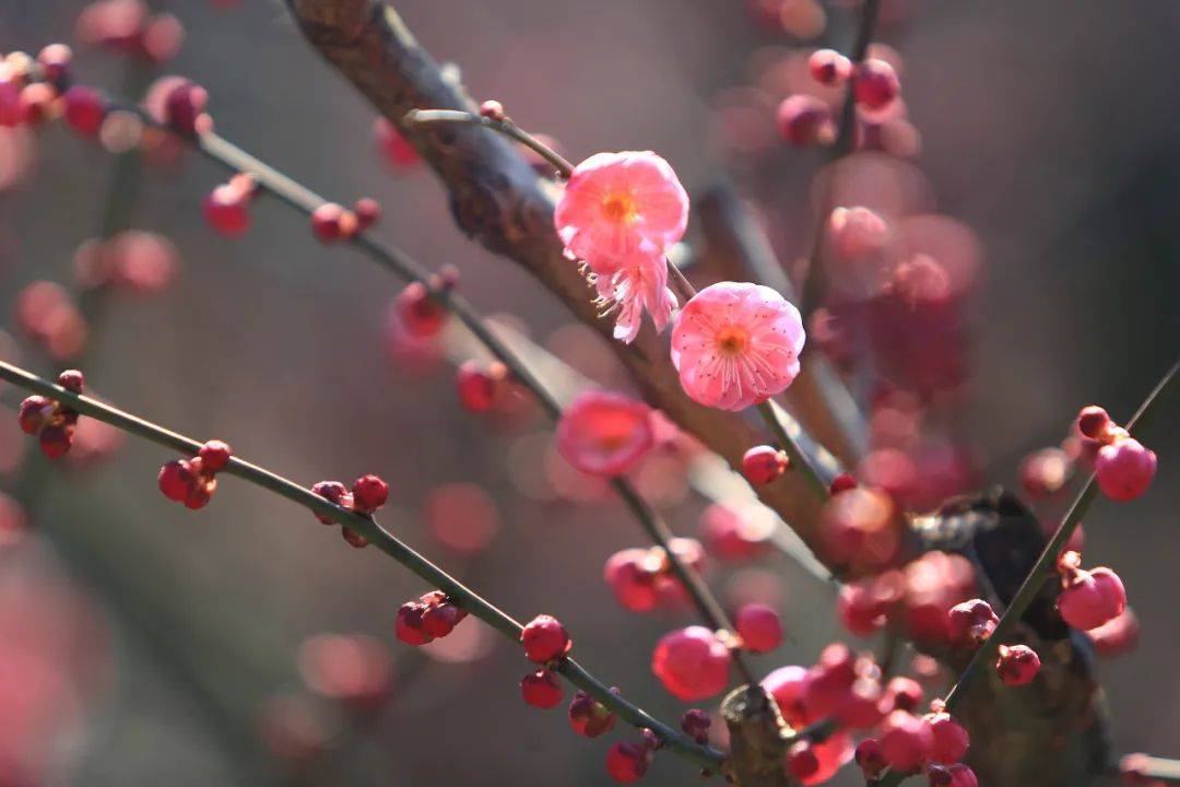 梅花|走，染一身梅香去！