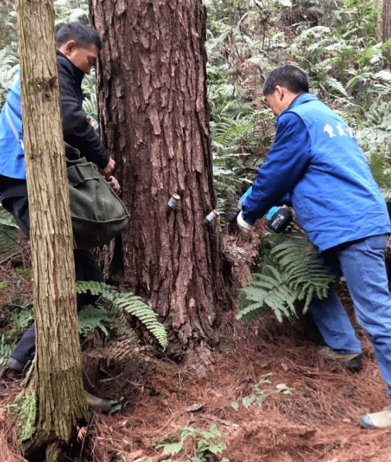 我为群众办实事防治松材线虫病安全除治松林面积299万亩