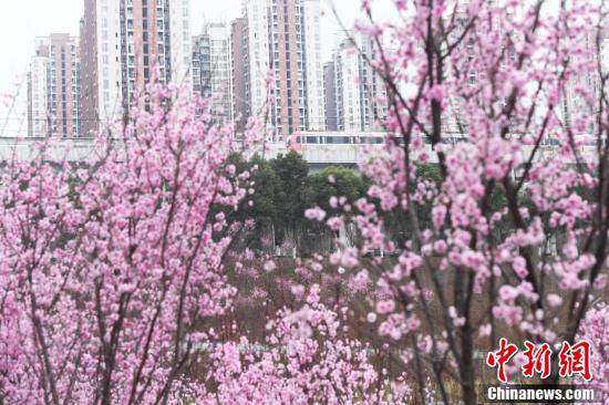 市民|初春时节 重庆大面积梅花盛开分外夺目