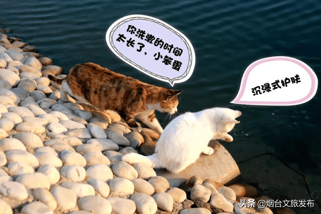 馋猫|这个春天傲娇的猫小主喊你来蓬莱！