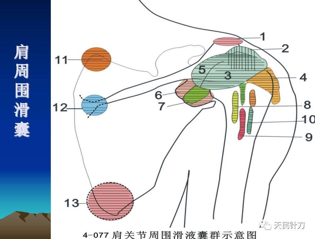 肩袖解剖損傷查體方法及肩周炎的針刀與手法治療