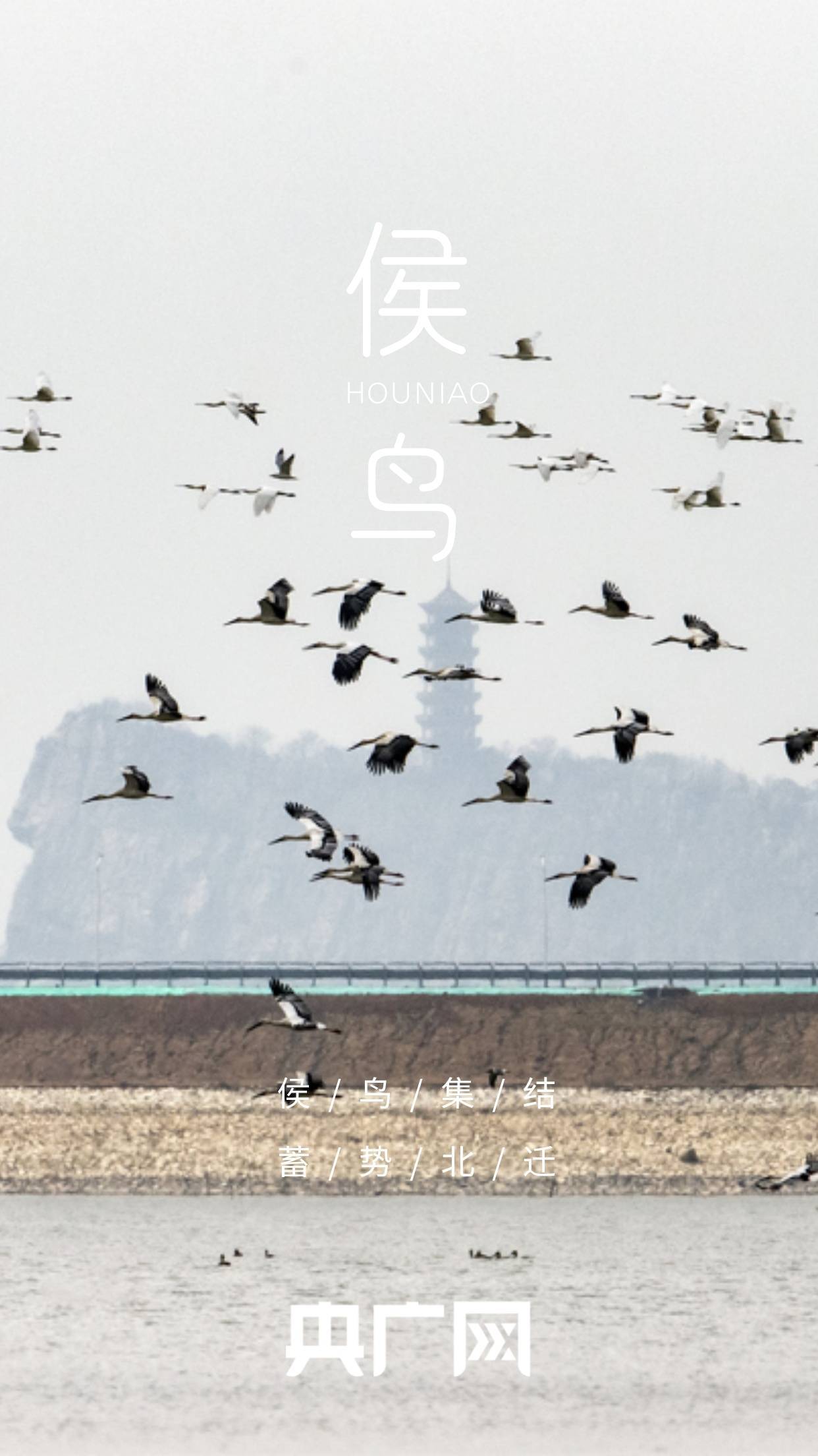 高清海报来啦!看北迁侯鸟 绘就鄱阳湖春日美景_候鸟_邓玉玲_湖口