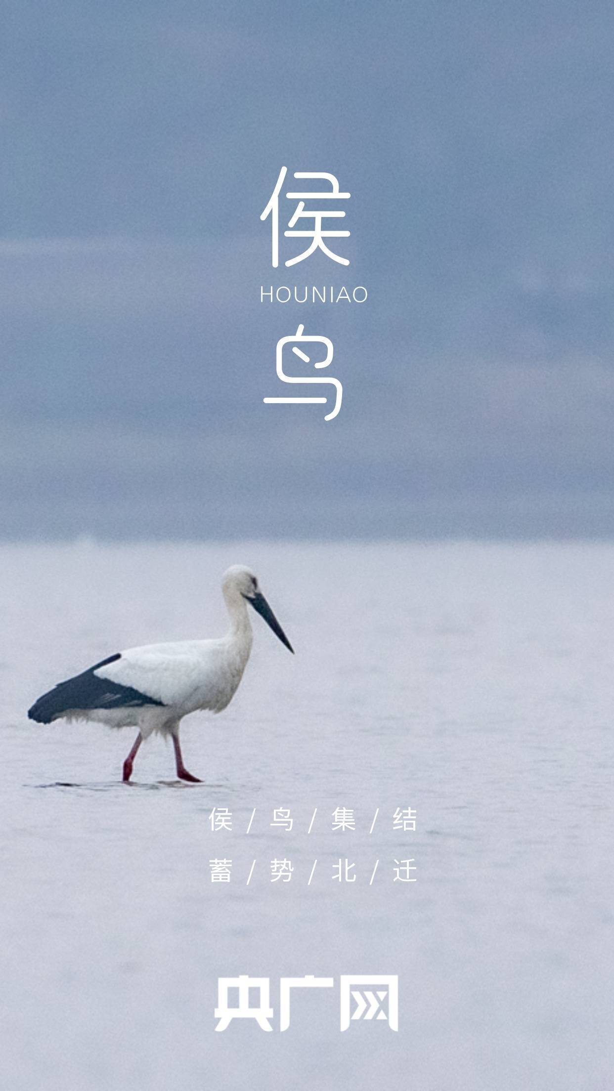 高清海报来啦!看北迁侯鸟 绘就鄱阳湖春日美景_候鸟_湖口_cfp