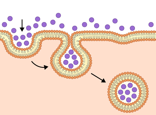 Amylase|【IB生物】什么？人体的这个部位居然有7米长？