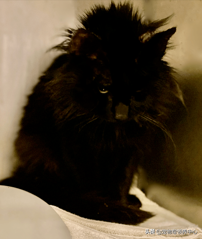 水壶刚被救出来时因为脖子上的毛发卡了太多天,甚至都是炸毛的状态