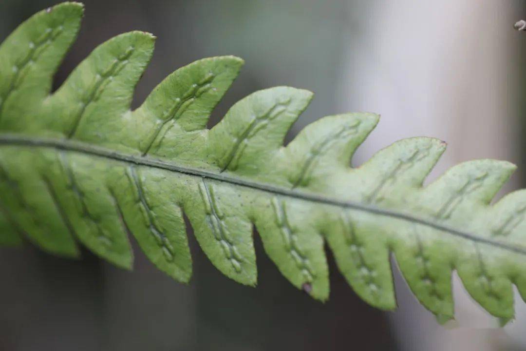 植物_孢子囊_乌毛