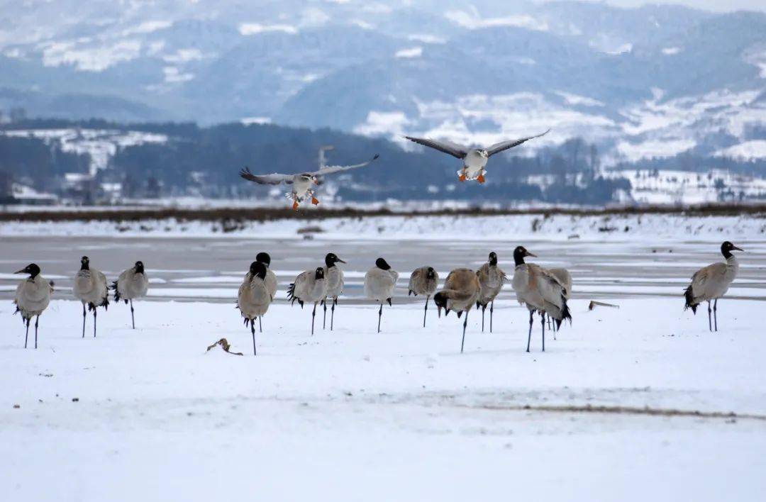 威宁草海2000多只黑颈鹤与雪共舞