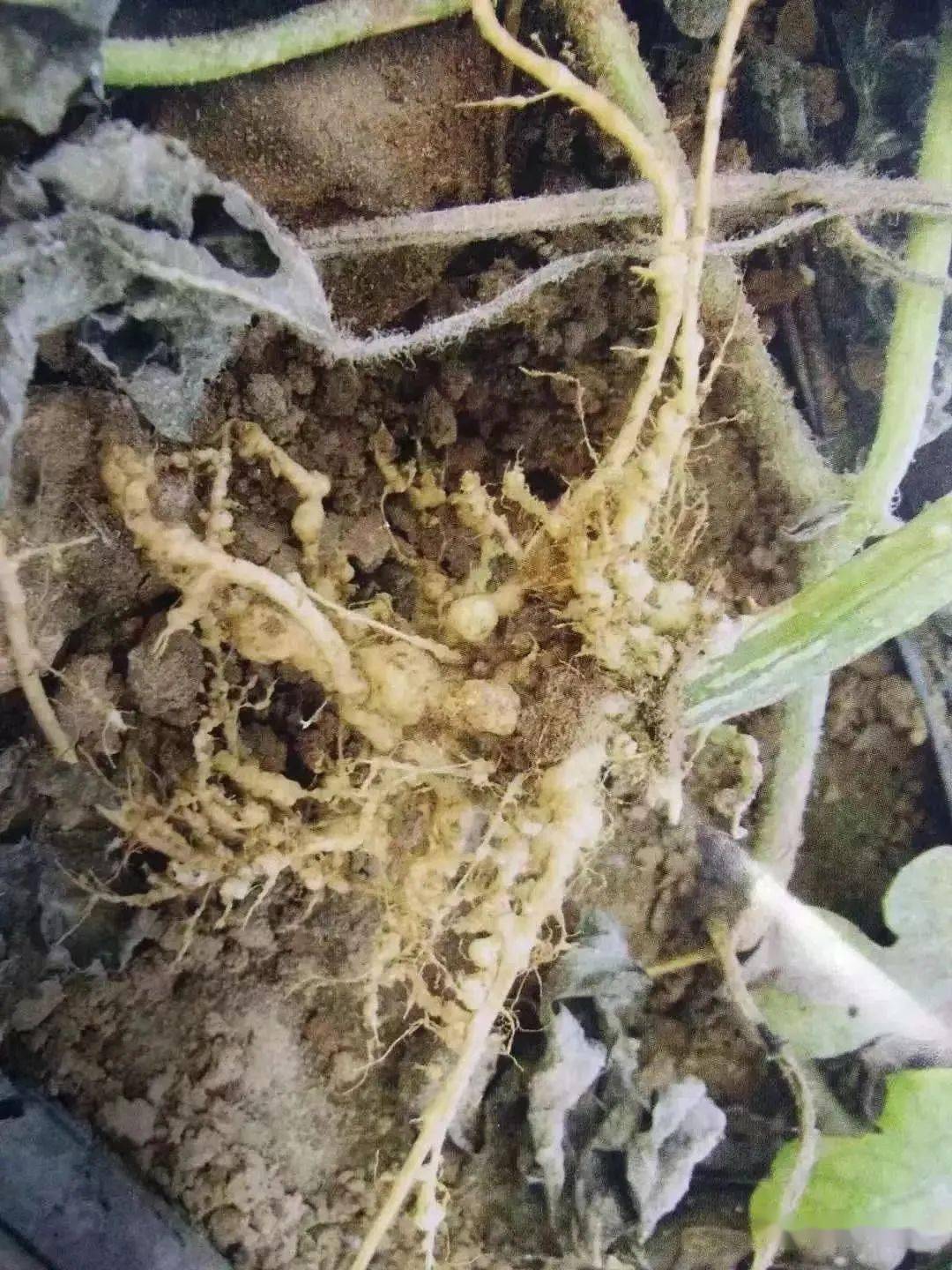 种植西瓜别忘记防线虫