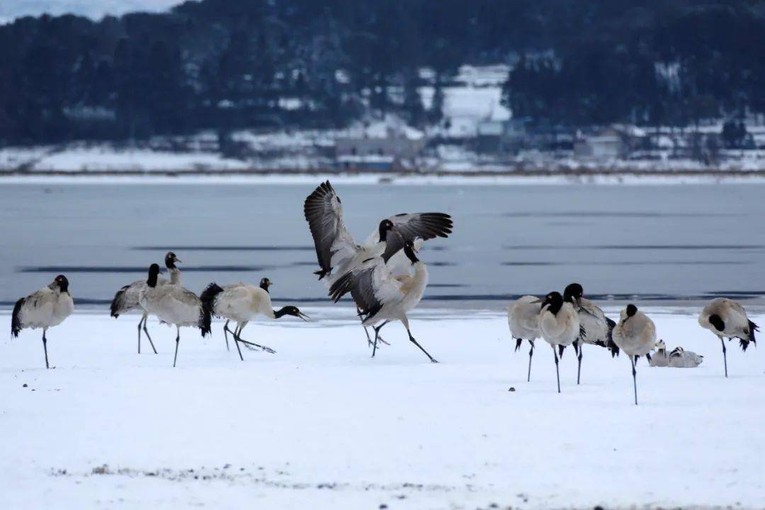 威宁草海2000多只黑颈鹤与雪共舞