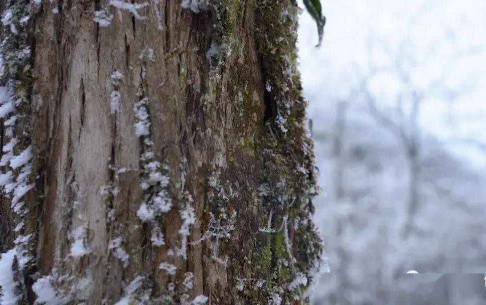 乐业雪景图片