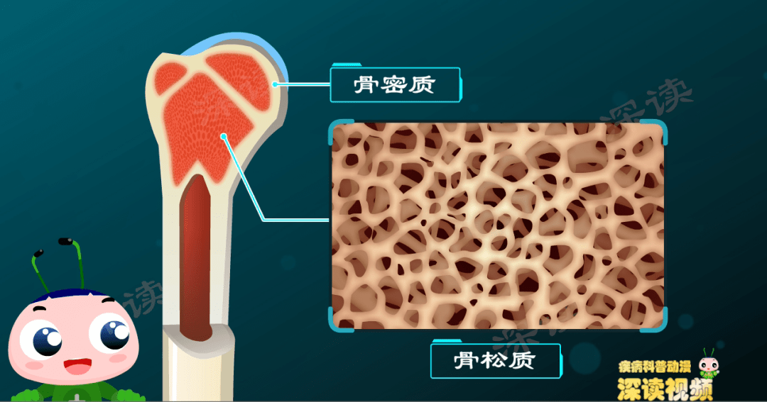 骨膜与骨皮质图片图片