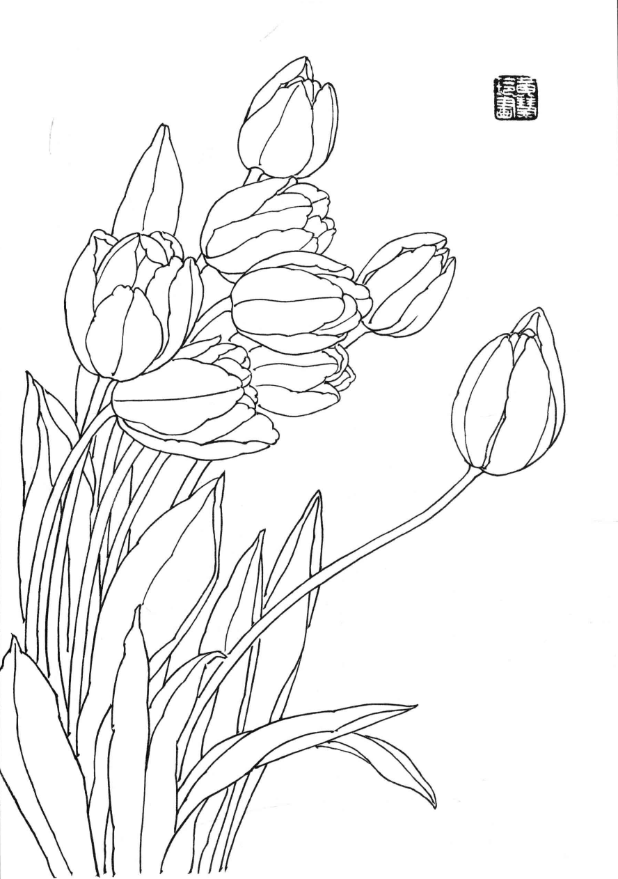 花卉白描玉兰花郁金香