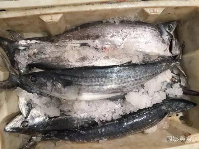 魚類食材大全_海魚_佔魚_鯧魚