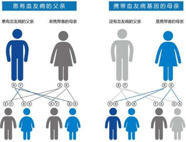 血友病遗传图谱图片