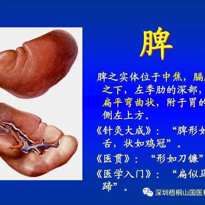 养脾还得靠自己,脾阳虚与脾阴虚怎么区分?可别补错了_食物_影响_饮食