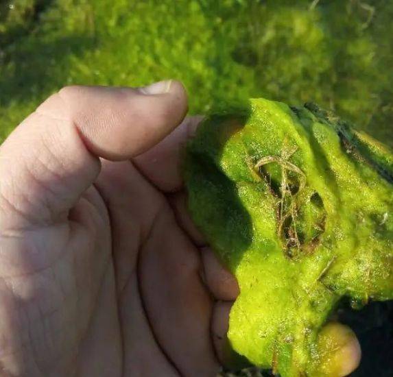 水面漂苔水中浮苔水底孢子这里有详细的防治青苔攻略