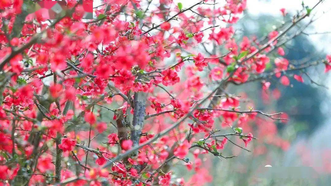 导航|都江堰春游私藏地！十里海棠、田园农场、地道乡味，春日新耍法都在这儿~