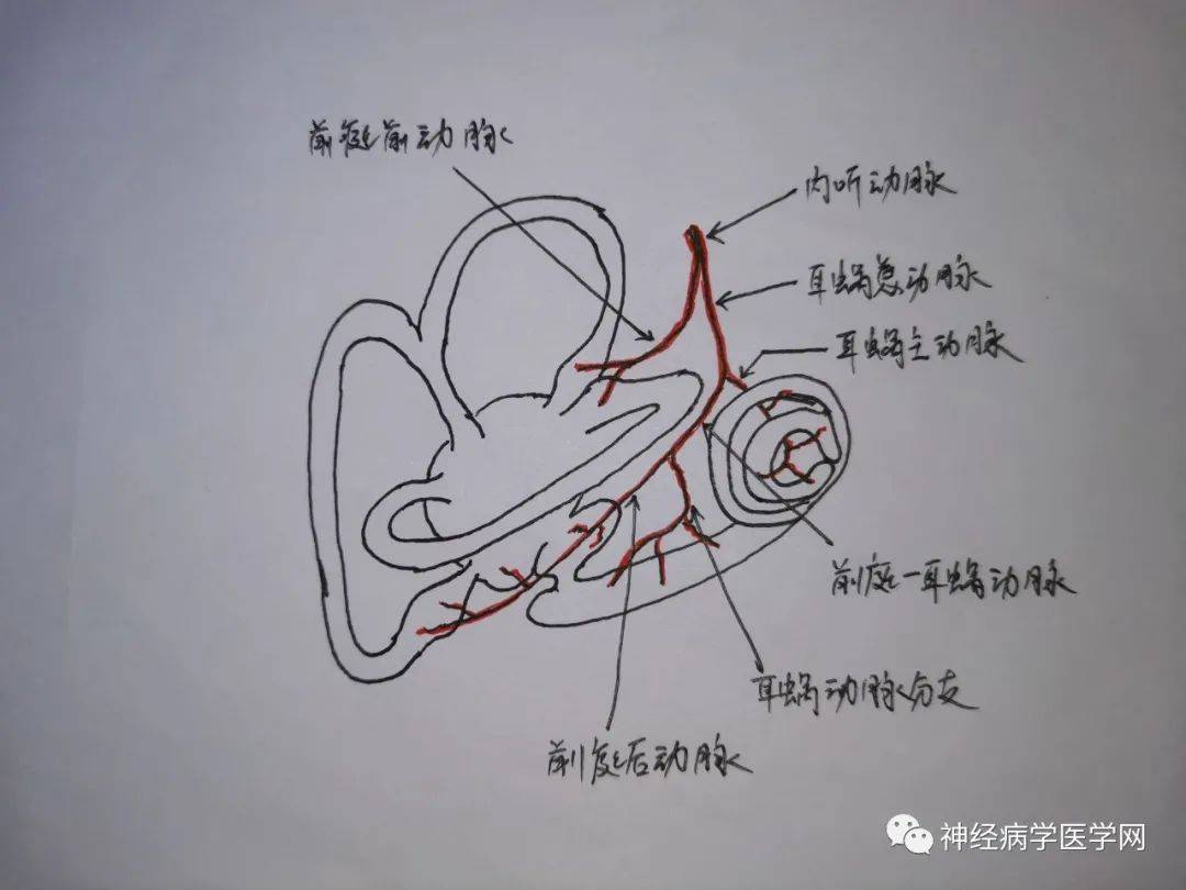 前庭神经系统解剖和生理