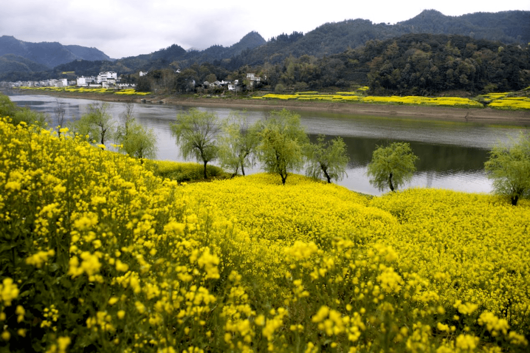 花期將至2022年新安江油菜花期週報一