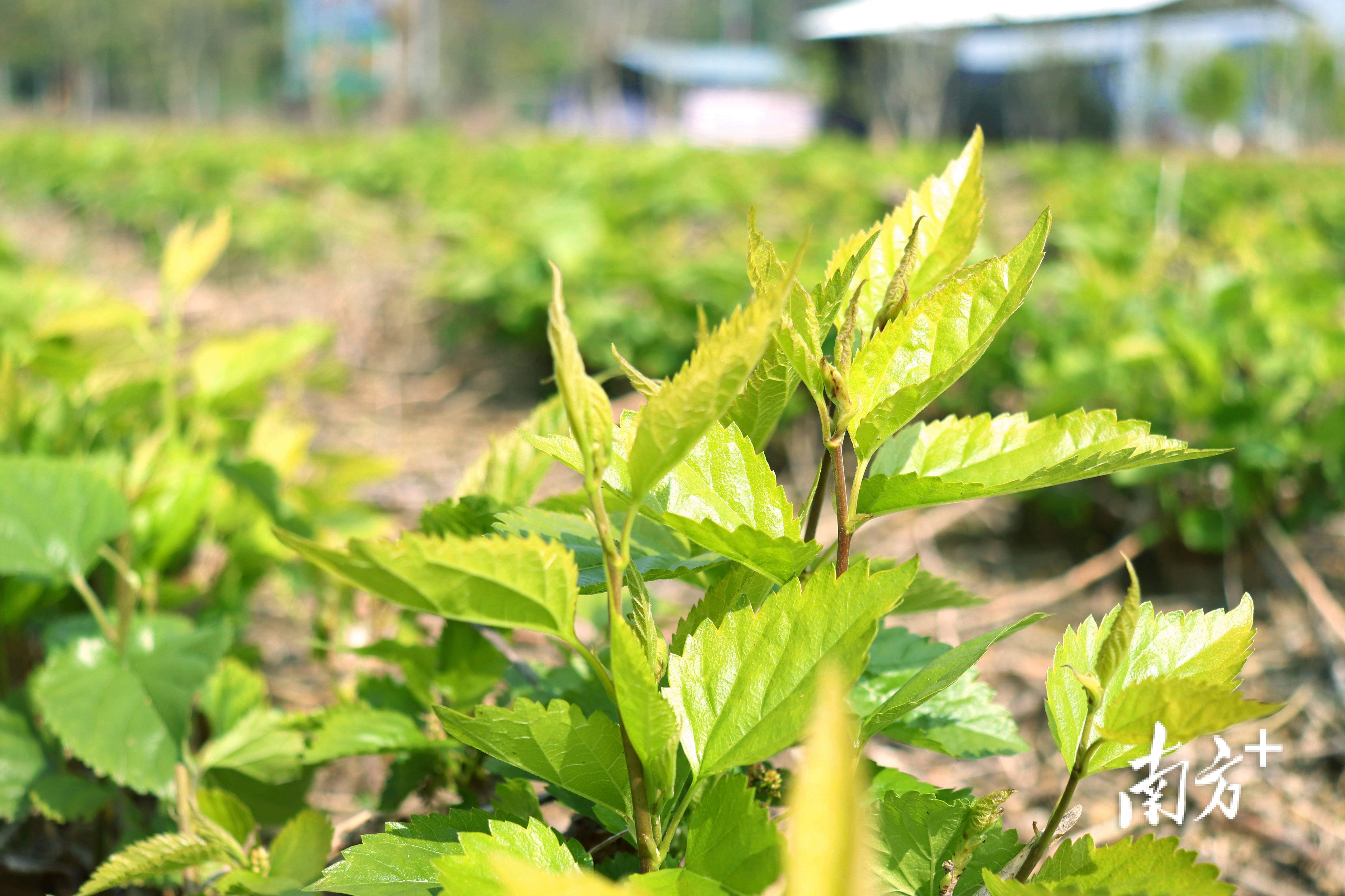 在九龙镇河头村的1000亩桑芽菜种植基地上,绿油油的桑树沐浴在灿烂的