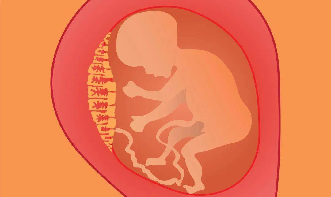 怀孕6个月胎儿图男图片
