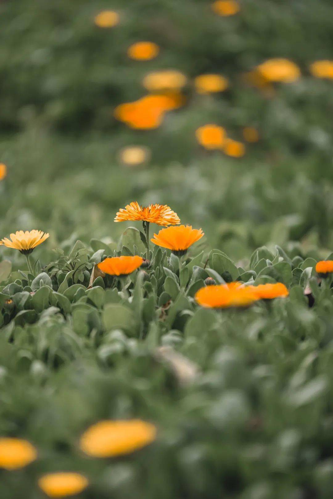 春暖花開,梧林走起!_的花海_晉江_村落