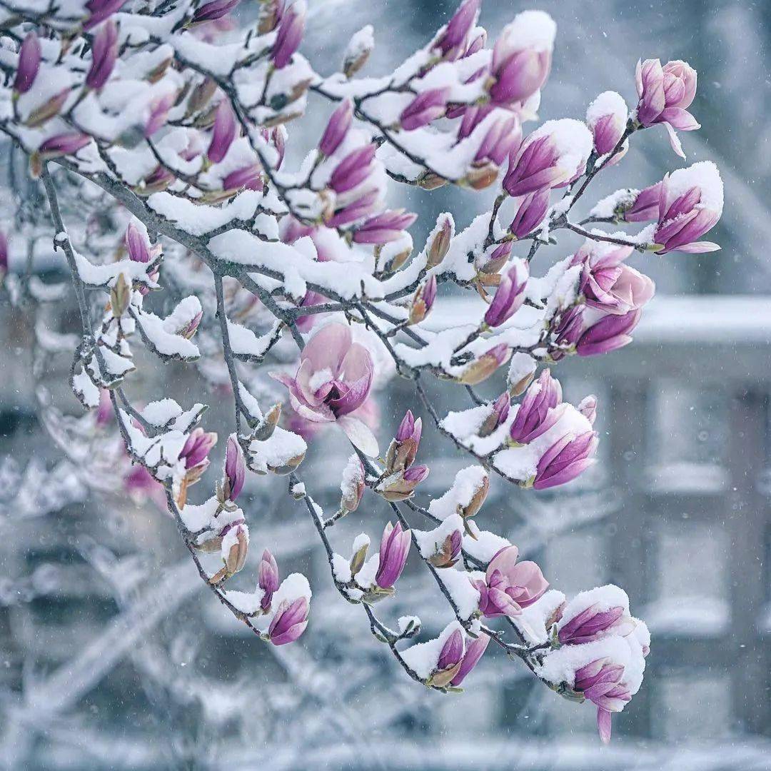 雪中花最美的風景線