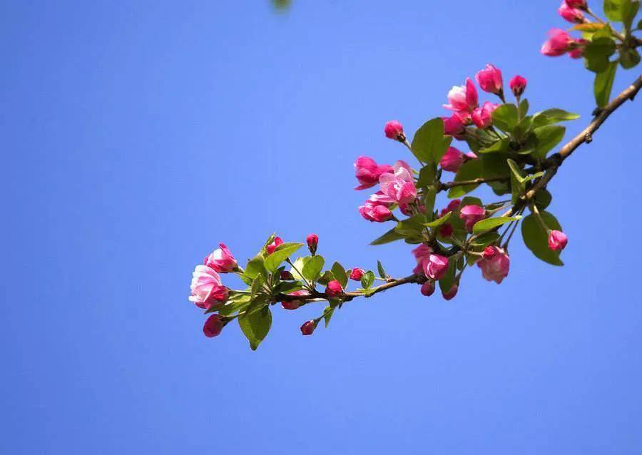 海棠花欣赏