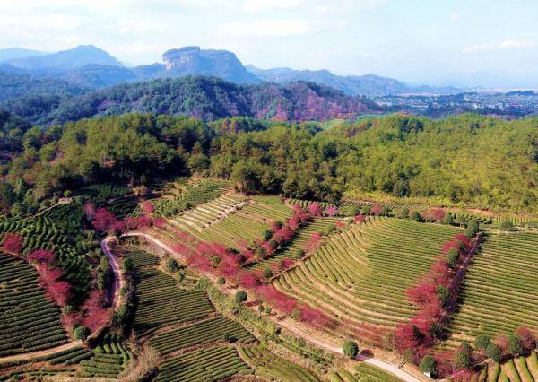 生态|福建武夷山：茶园樱花开不负春光美