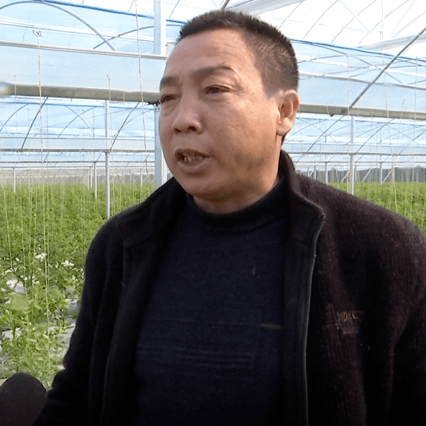 智慧农业进农村 西红柿种出新花样_庄里镇_萧县_授粉