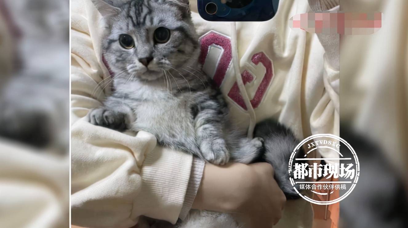 养猫2年 女子突然对猫毛过敏了 这是咋回事 吴小姐 亚东 症状