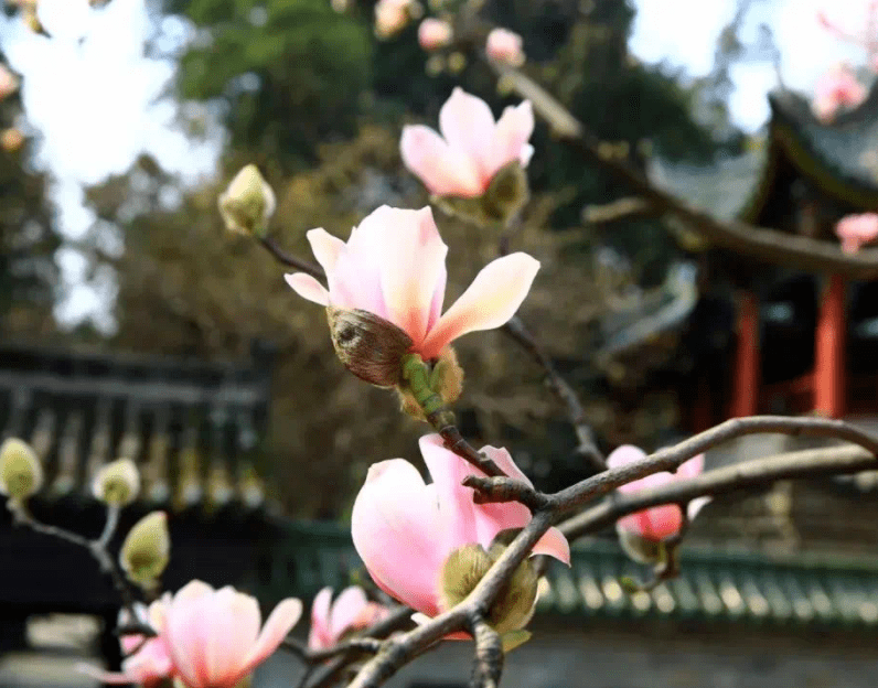 穿越|春游好去处！超多福利优惠等你来打卡！