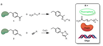 生物正環從χ傅氖竊諢釤逑赴蜃櫓心芄輝誆桓扇