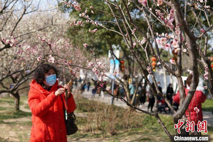 市民|江南赏梅胜地无锡梅园花开正盛迎客来