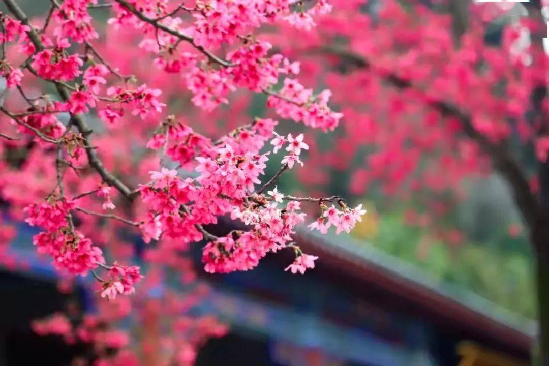 踏青赏花一时爽还要当心皮肤过敏 花粉 医生 彭令辉