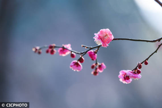 楠竹林|梅花盛开春意浓