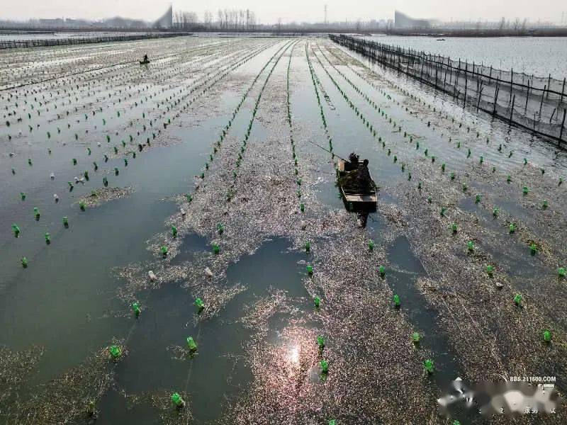 金湖宝应湖农场珍珠养殖既净化了水质又助农增收