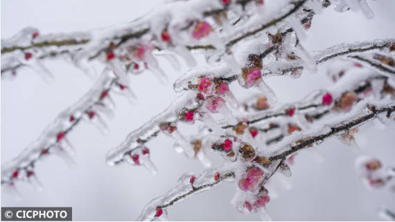 楠竹林|梅花盛开春意浓